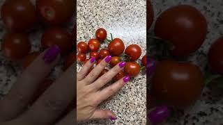 Томат балконное чудо. Сравнение плодов#томаты#томатыоткрытыйгрунт#томатбалконноечудо#огород#дача