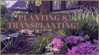 Planting Annuals! // Transplanting Perennials! 