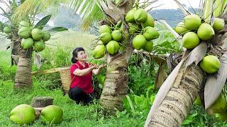 How to Harvest Coconut, Goes To The Market Sell - Harvesting and Cooking | Tieu Vy Daily Life