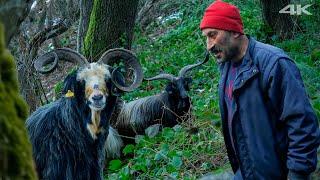 Heirs of the Mountains - Goat Herders | Documentary Film