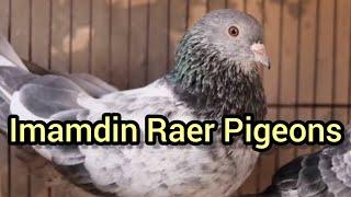 Imam Din Pair Of My Loft awesome || || Syed Pigeons Officials