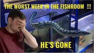 THE WORST TIME IN THE FISHROOM!!!(emotional video)