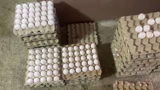 STARTING AN EGG DISTRIBUTION BUSINESS | AKOvlogs