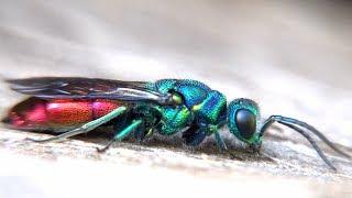 Most colourful wasp: Ruby-tailed wasp. Feuer-Goldwespe  (4-11mm)