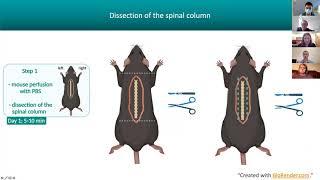 [Caroline Perner] Protocol for dissection and culture of murine dorsal root ganglia neurons...