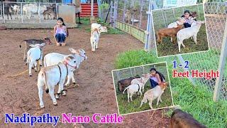 Nadipathy nano Cattle | 1 To 2 Feet Height | #youtube #animals #cow #youtubeshorts #yt #sriminiature