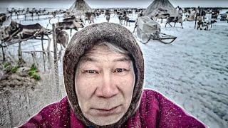 Life in tundra. The Far North. Yamal | Yasavey. The Nomad of the XXI century.