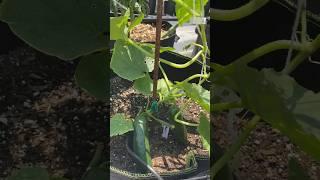 The Secret To INSANE CUCUMBER PRODUCTION! 