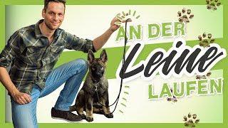 An der LEINE laufen – So lernt es dein WELPE garantiert