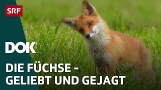 Alles für die Füchse – Ein Wildtier, geliebt und gejagt | DOK | SRF Wissen