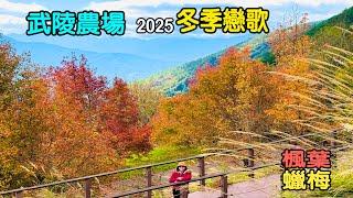 武陵農場的冬天有什麼？｜2025.1月武陵美景｜浪漫的楓葉｜漂亮的蠟梅