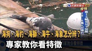 海豹.海獅.海狗傻傻分不清? 專家教你看特徵－民視新聞