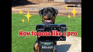 How to get your Dog to pose for a picture