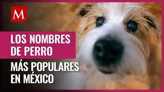 Los nombres de perros más populares: ¡Descubre la lista!