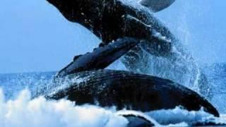 As Baleias, donas dos mares. Misticetos. Amazing Whales of the world.