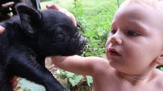  Farm Animals For Kids - BABY PIGS!