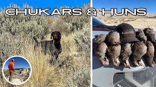 BANGER Chukar Hunt! Covey after covey!