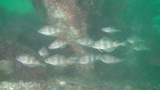 A Minute at Selsey's Buffer Pontoons