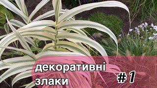 Декоративні злакові низькорослі трави Огляд з назвами