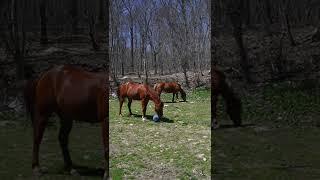[PointFOOTAGE] Animals - Horse couple grazing near spring forest - Vertical LS - 7881183