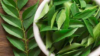 How To Store Curry Leaves For Long Time | Secrets to Preserving Curry Leaves Fresh For A Year