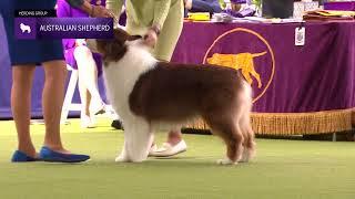 Australian Shepherds | Breed Judging 2024