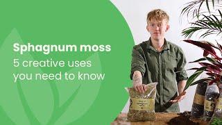 Sphagnum Moss: 5 Creative Uses You NEED To Know