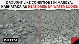 Karnataka News | Drought Like Conditions In Mandya, Karnataka As Heat Dries Up Water Bodies