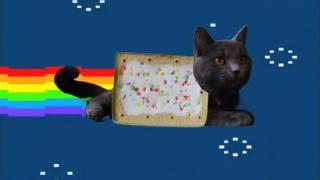 Real life Pop tart cat (Nyan cat)