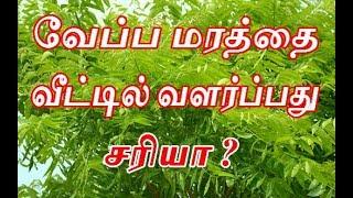Is it right to grow neem tree at home? | benefits of neem tree in tamil | can we plant neem plant