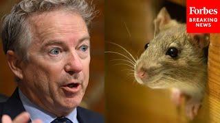 'NIH Spent More Than $1.1 Billion To Get Mice Drunk': Rand Paul Details Wasteful Government Spending