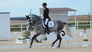 GUARNIZO YSB - PRE HORSE - 4 YEAR'S OLD !!