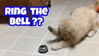 Cute Puppies Discover Bell for First Time