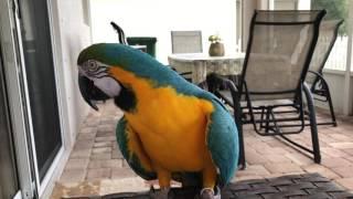 Blue & Gold Macaw talking up a storm