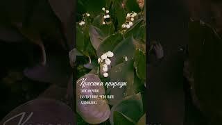 Красота природы #видеограф #короткиевидео #природа #сосмыслом #тишина #счастье