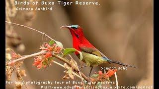 Birds of Buxa Tiger Reserve