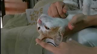 Naughty Ginger Cat MILO  CUTE cat videos daily | Milothefurball