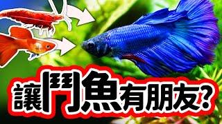 誰說「鬥魚缸」只能單獨養一隻鬥魚？（CC字幕）