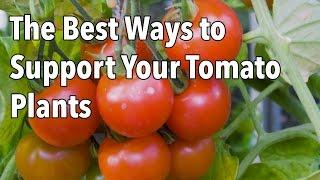 Tomato Cages: How to Make Supports for Healthier Tomato Plants