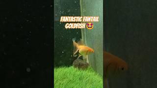 Fantastic Fantail Goldfish #shorts #aquariumshort #shortaquariumfish #fishtankshort #viral #fishtank