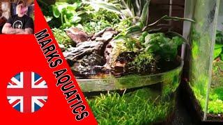 HOW TO GROW HERBS IN WATER OR YOUR AQUARIUM