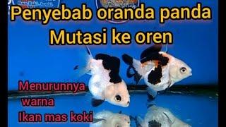 Penyebab ikan mas koki oranda panda mutasi ke oren,