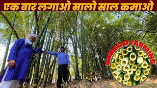 3 लाख Per Acre | Bamboo Farming | Bans ki kheti | Without खर्चा Only Income