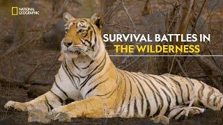 The Majesty of Wild Cats | Wild Cats of India | हिंदी | Full Episode | S1 - E1 | Nat Geo Wild