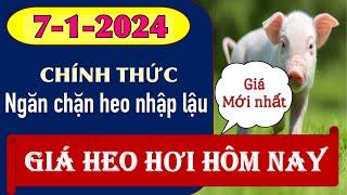 Giá heo hơi ngày hôm nay 7/1/2024 - Bộ ngăn chặn heo lậu vào Việt Nam