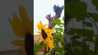 Nature|sunflower #village #islamabadairport #travel #islamabad #vlog #m2motorway #nature #sunflower