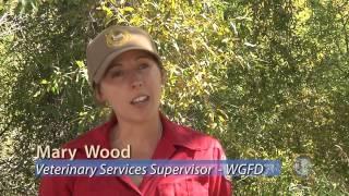 CWD Vaccine Update