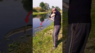 Airgun Fish Hunting Snakehead Fish Hunting #fishing #shortsfeed #airgun