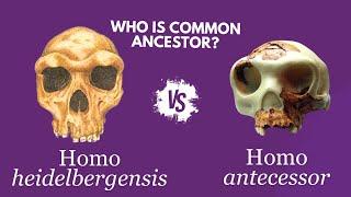 Did we descend from Homo antecessor or Homo heidelbergensis?