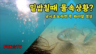 밑밥칠때 물속상황/초보낚시꾼이 꼭봐야할 영상/수중다큐-FOXTV